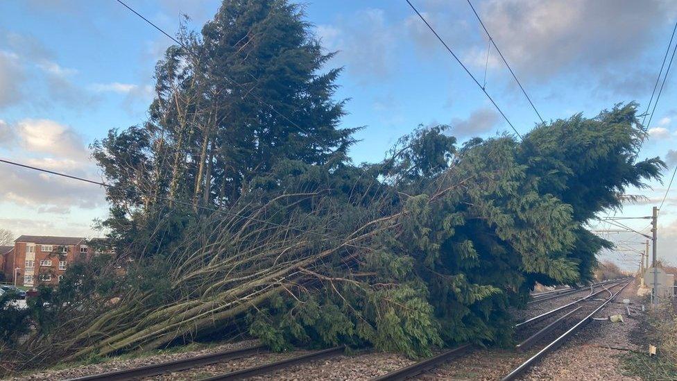 A tree over a rail line