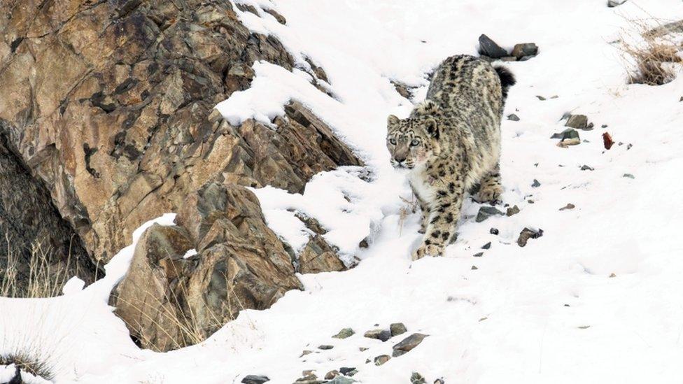 snow-leopard.