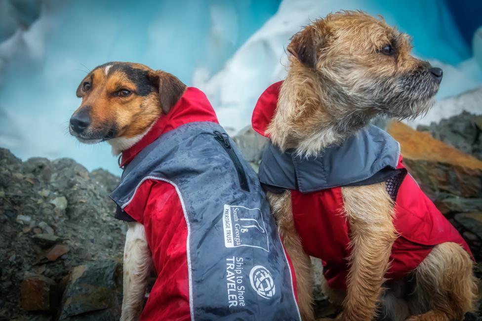 Detection dogs