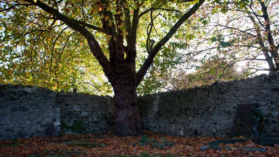 The corner of the graveyard where Daniel and Gabriel's bodies were found