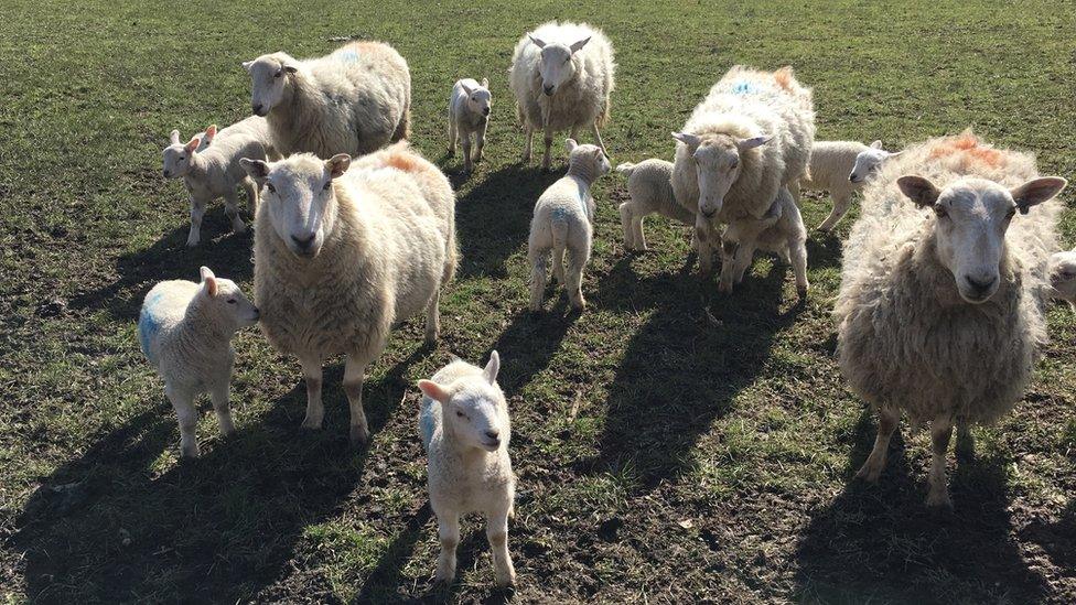 Lambs enjoy the sunshine near Llandudno, Conwy county