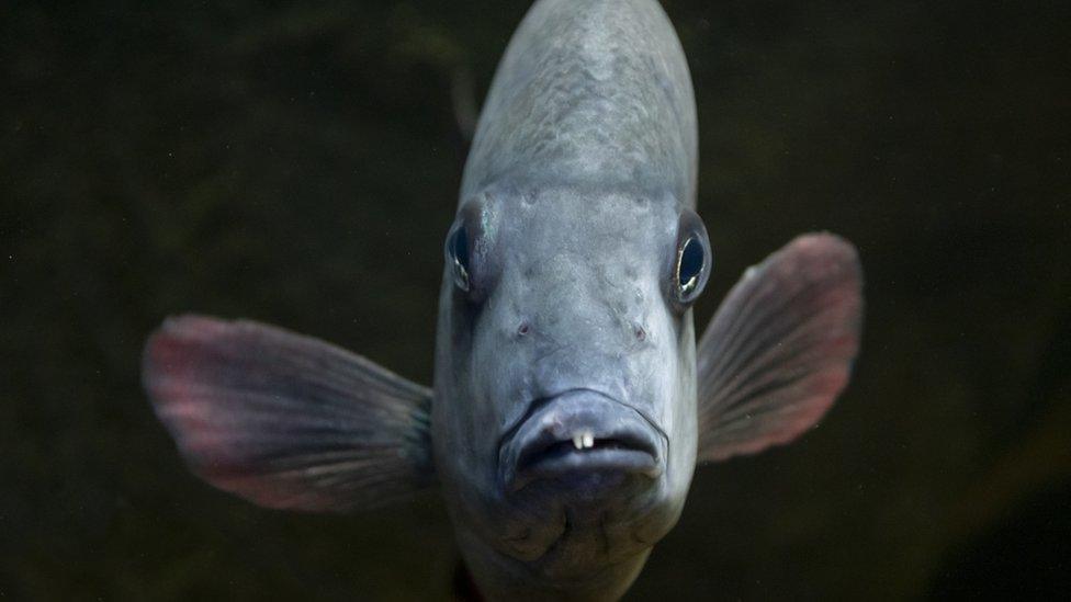 Pinstripe-damba-fish.