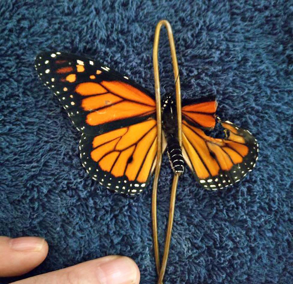 Butterfly pinned by wire