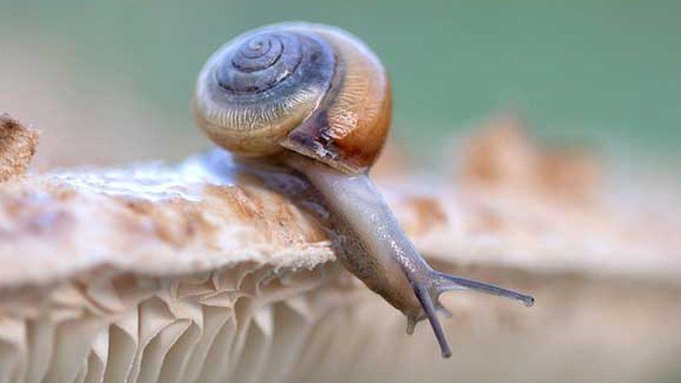 Snail on a mushroom