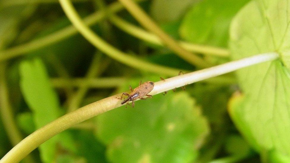 South American Weevils