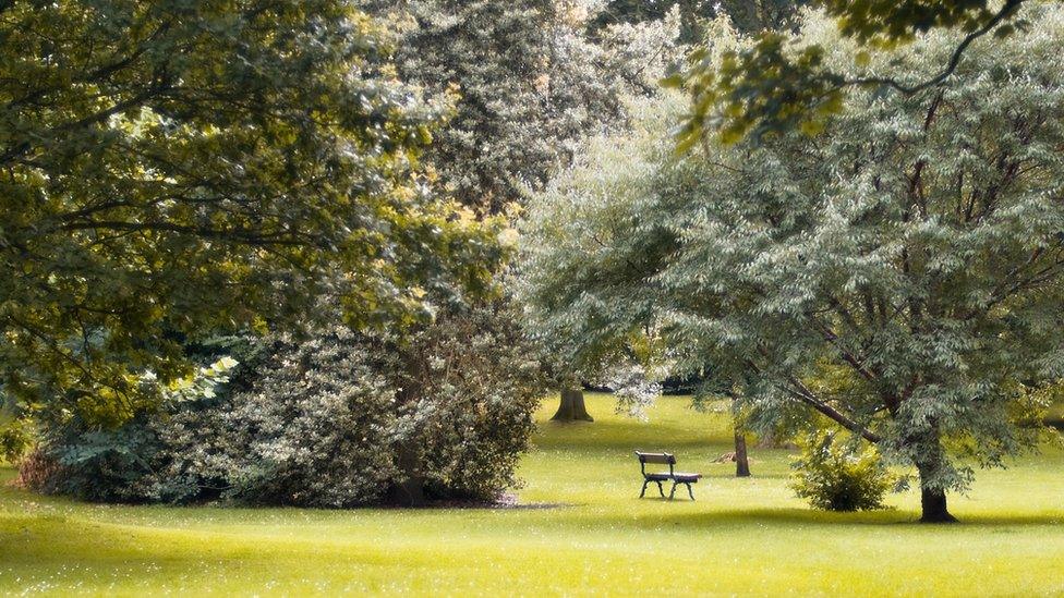 Trees in an Edinburgh park