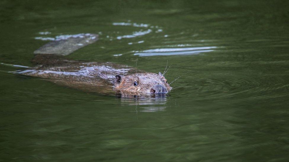 A beaver swimming