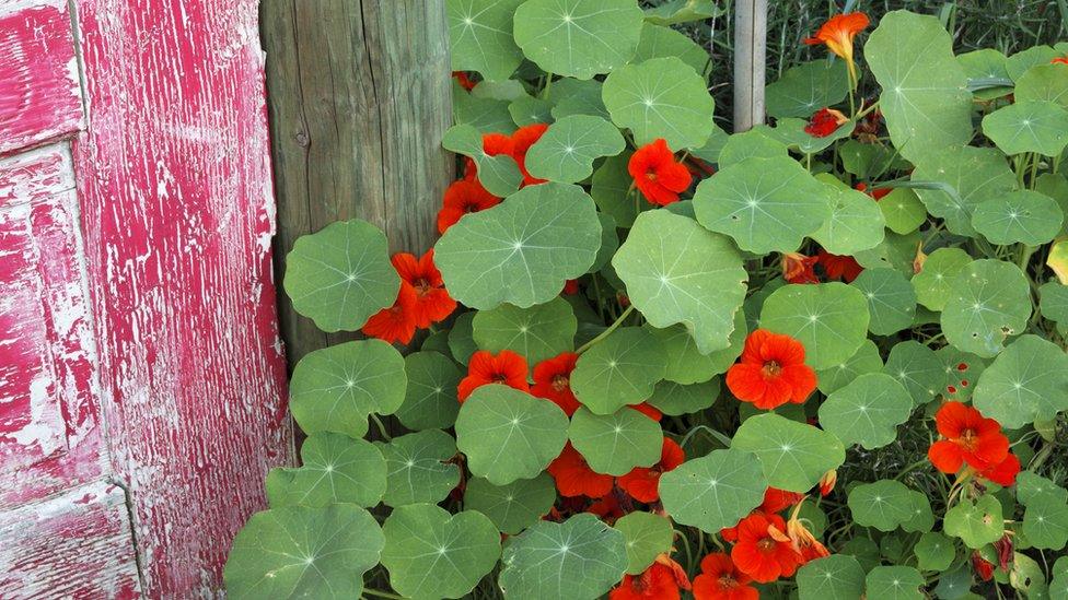 Nasturtiums