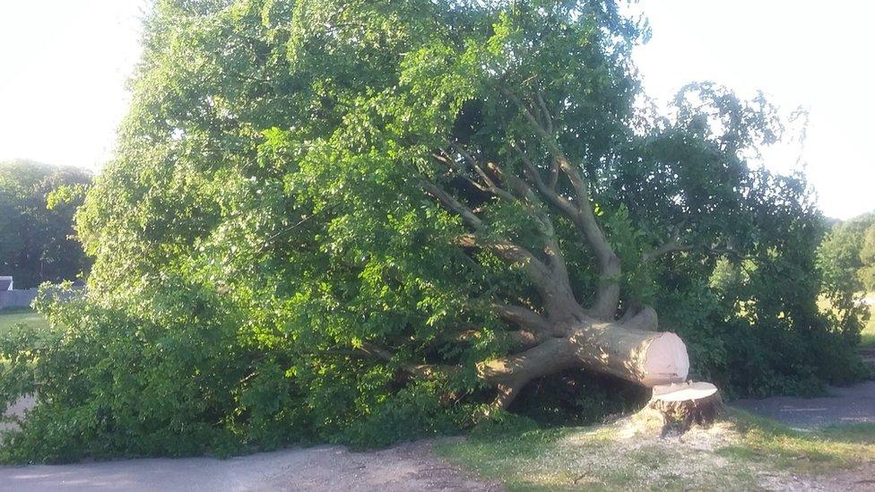 Felled tree