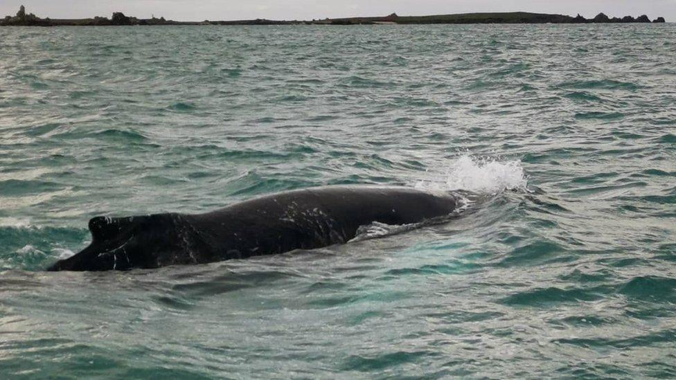 Humpback whale