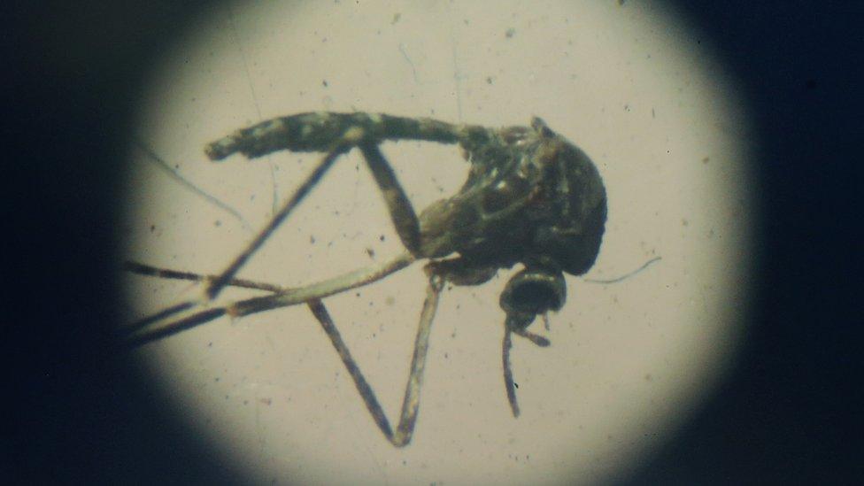 An Aedes aegypti mosquito is seen through a microscope at en exhibition on Dengue fever on January 28, 2016 in Recife, Pernambuco state, Brazil.