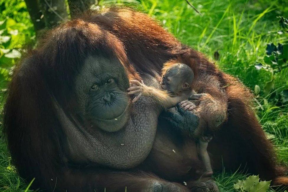 Bornean orangutan and it's newborn baby