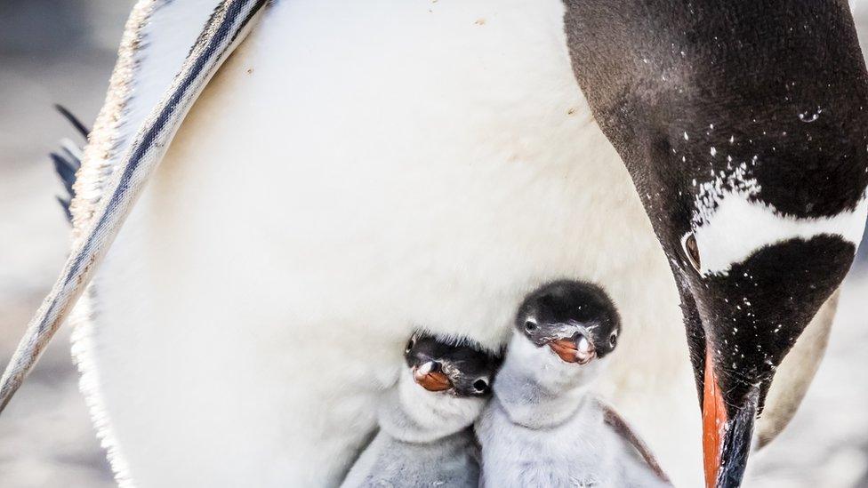 gentoo-penguin-chicks-with-mother