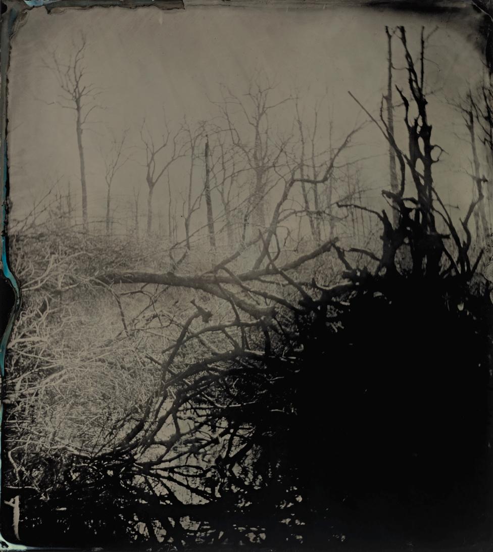 Tintype image of the Great Dismal Swamp in south-eastern Virginia, USA