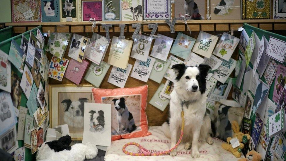 Tizzy who is taking part in the obedience class is surrounded by good wishes on the fourth day of Crufts Dog Show at National Exhibition Centre on March 10, 2019 in Birmingham