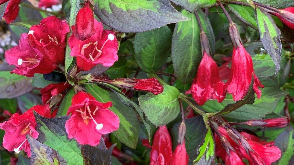 Weigela Camouflage