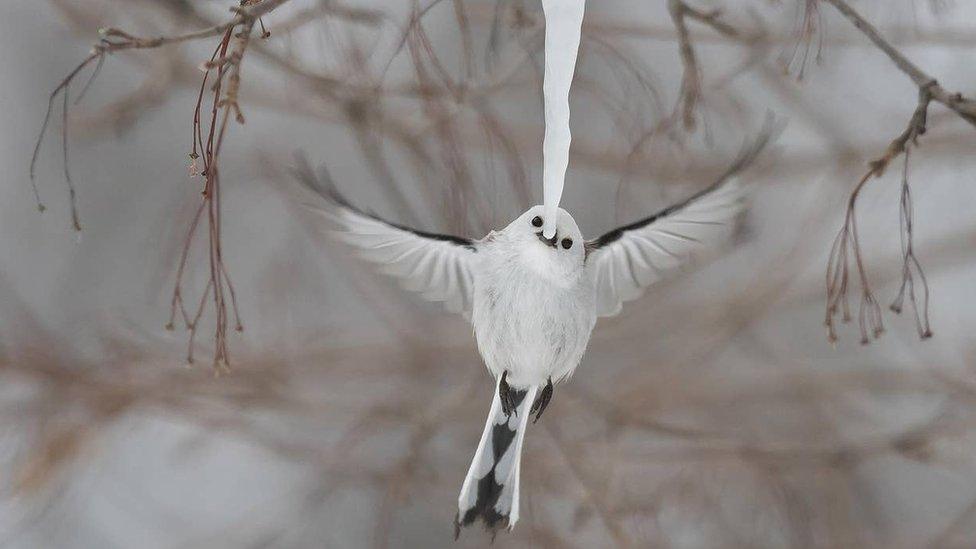 bird-licking-icicle