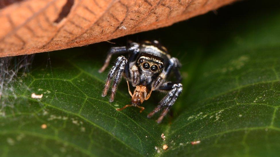 Into the Lion's Den - a spider feasts on an insect in its den