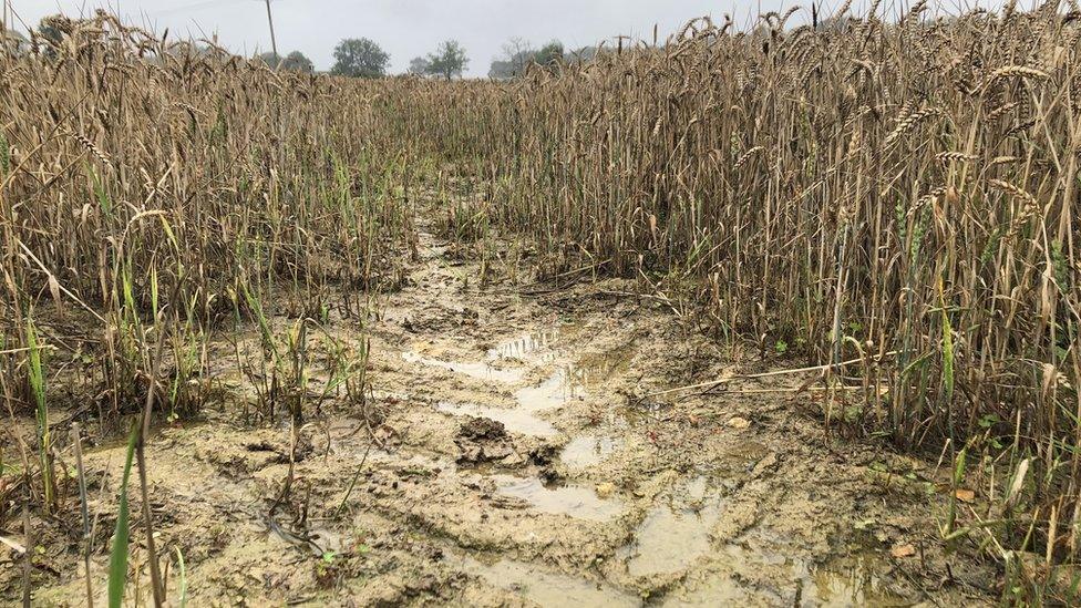 Flattened muddy wheat in a field