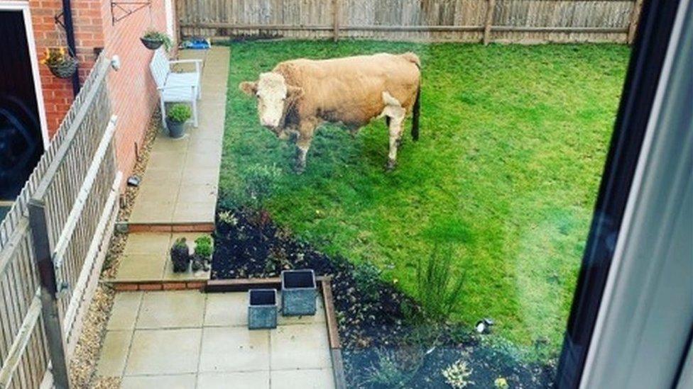 Bull in a back garden