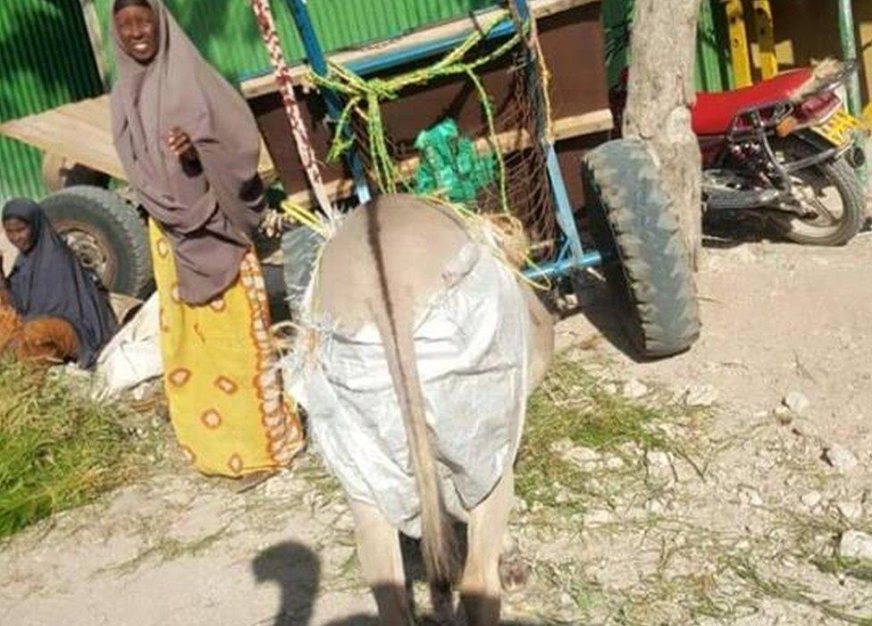 A donkey nappy pictured in Wajir, Kenya