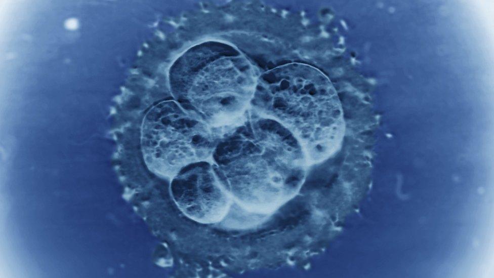 Embryo