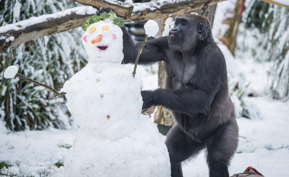 Gorilla in London Zoo