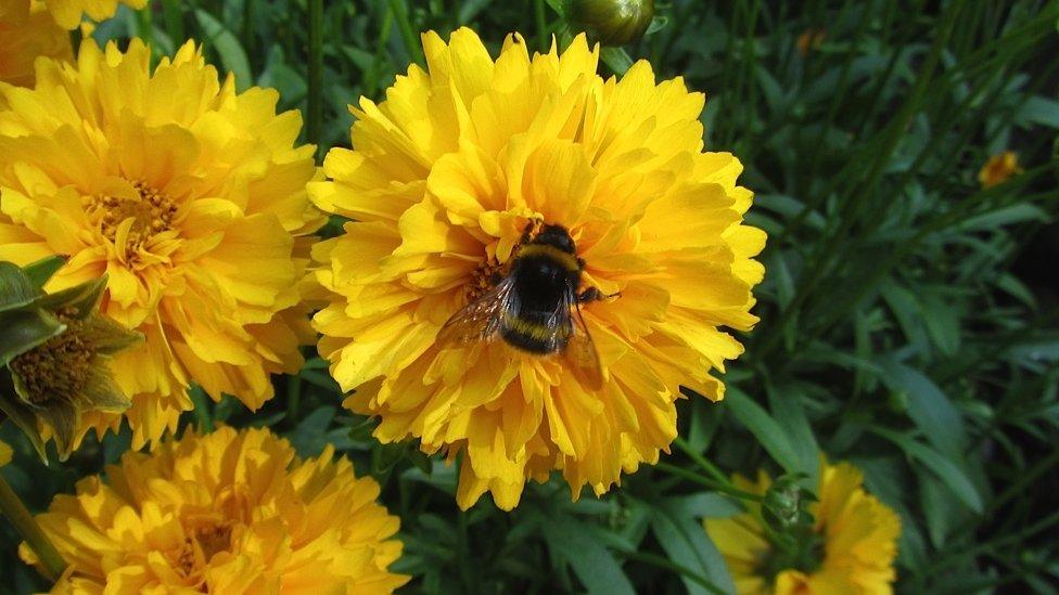 Jayne Goodwin was in her garden in Gilwern, Monmouthshire, and spotted this bee