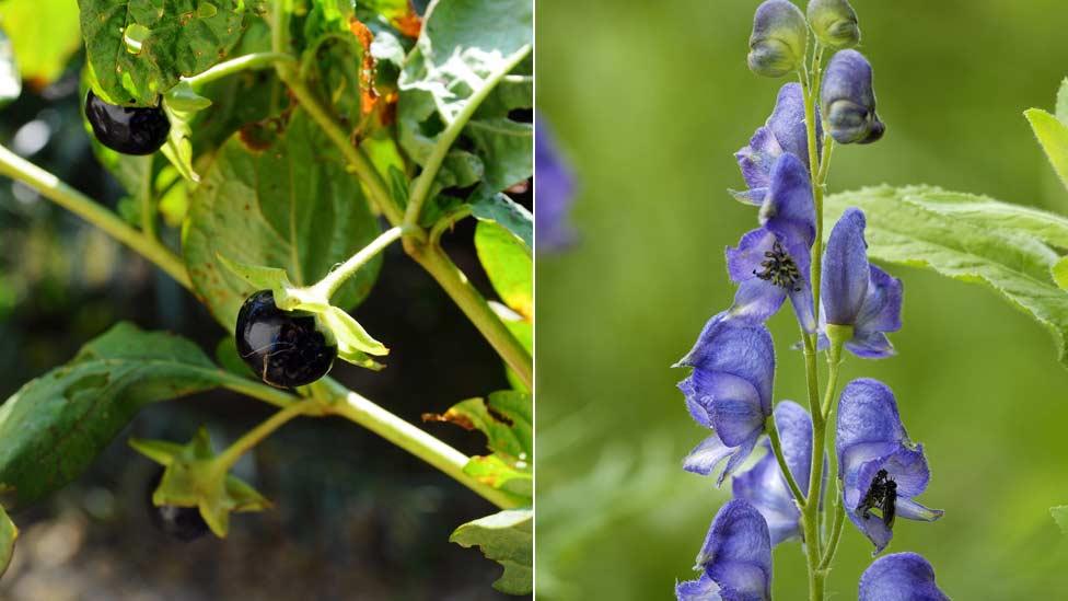 Deadly nightshade (left) and monkshood (right)