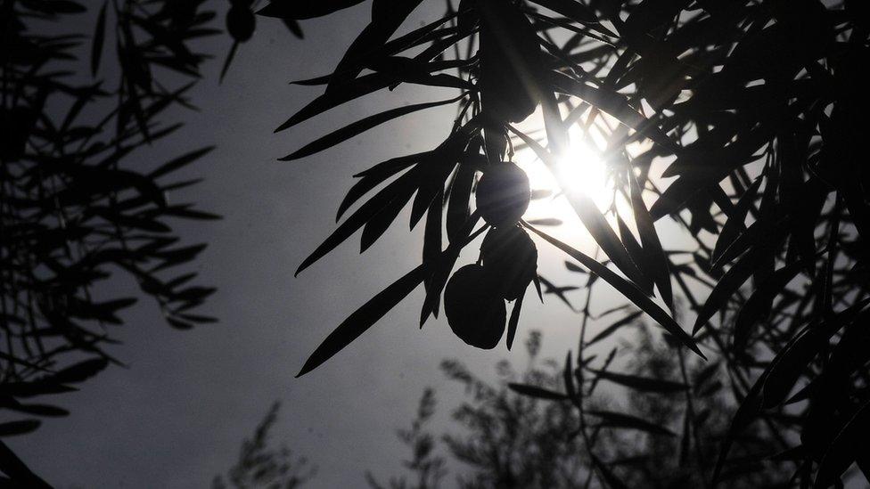 A close up of a Spanish olive