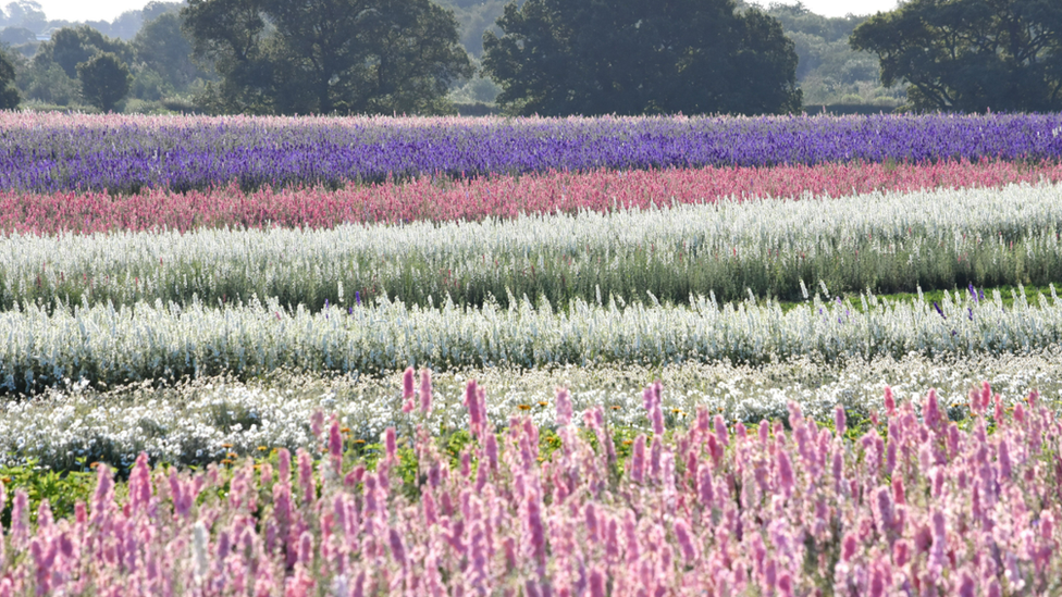 Shropshire Petals