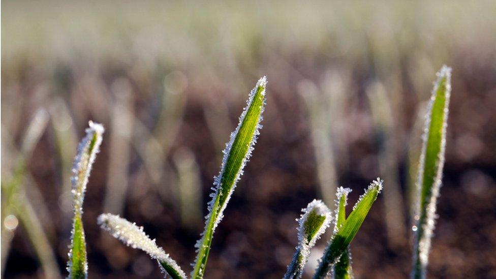 Frost on plants