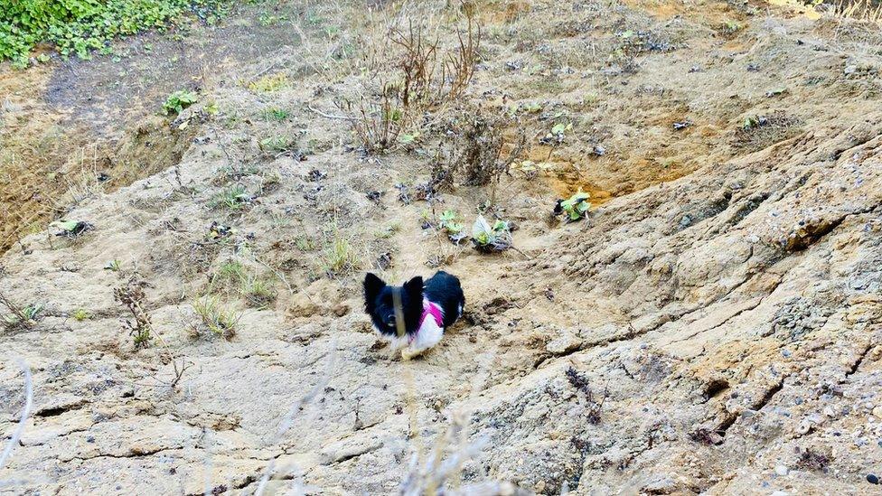 Bonnie the Shih Tzu on a cliff in Walton-on-the-Naze