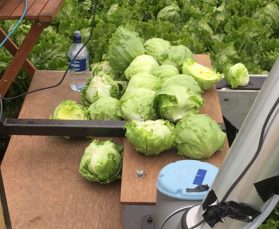 Lettuce harvester