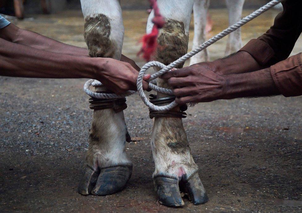 Butchers prepare to slaughter a cow