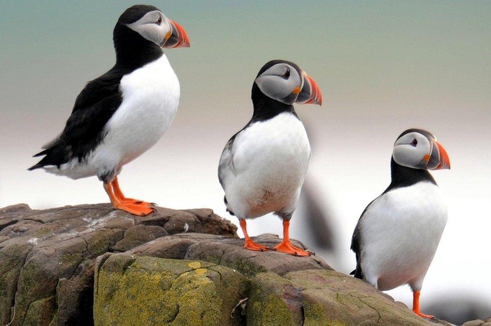 Puffins