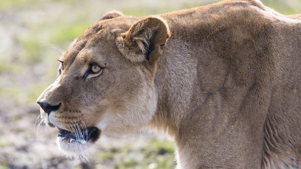 A lioness at Longleat