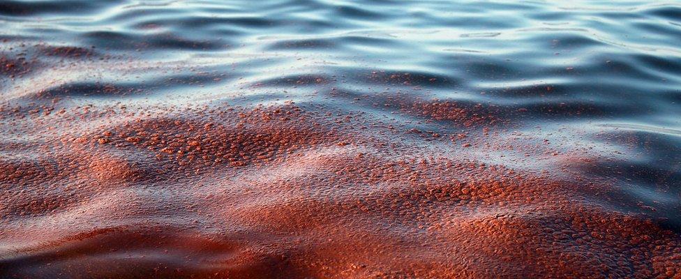 Oil from the massive spill is seen on the surface of the water on 5 May 2010 in Breton and Chandeleur sounds off the coast of Louisiana as oil leaks from the Deepwater Horizon wellhead at a estimated rate of 1,000-5,000 barrels a day