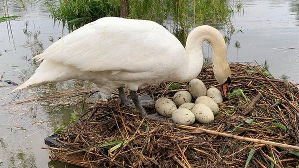 Swan on the raft