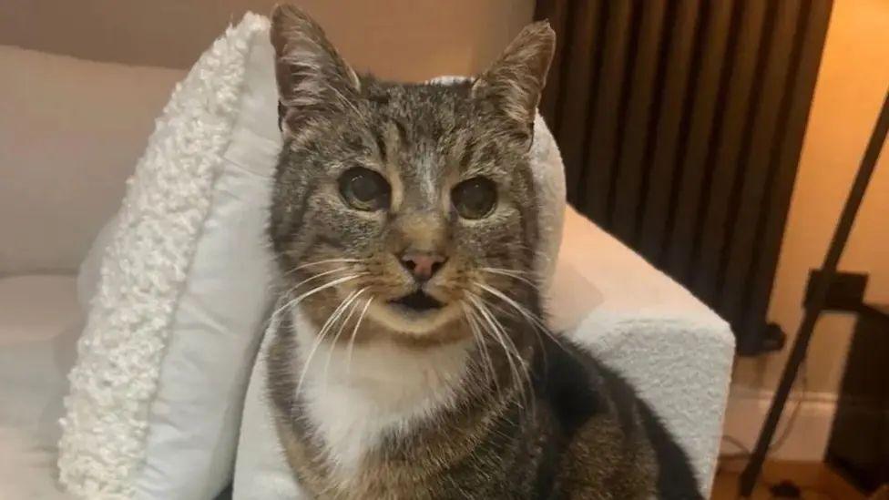 Toby the cat sits on a white sofa