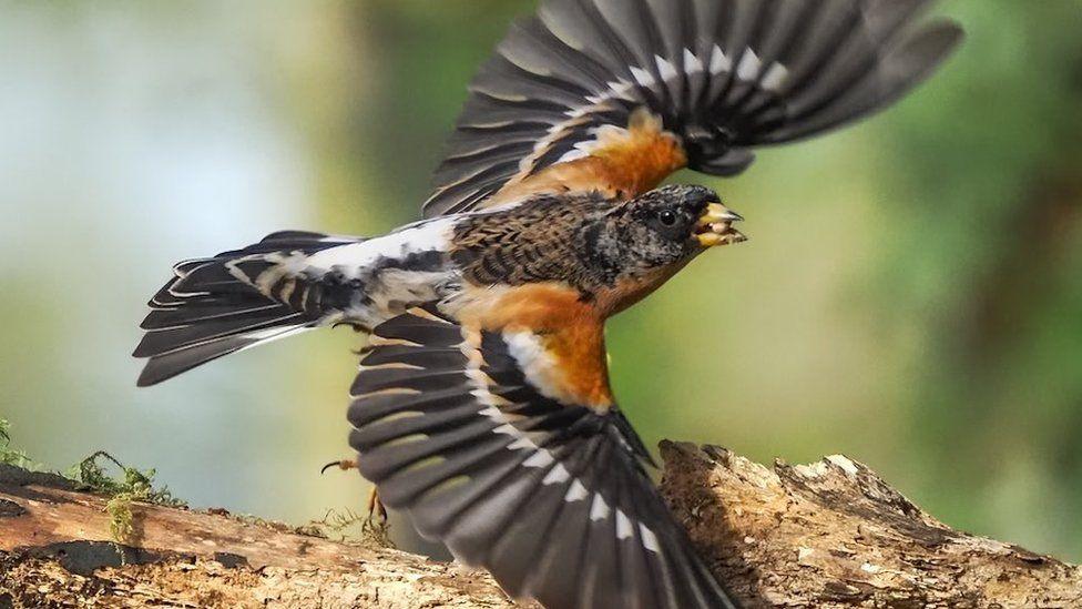 Brambling male