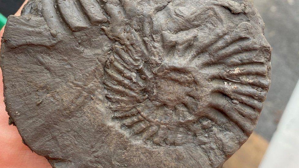 Grey round clay sample with spiral imprint of Ammonite