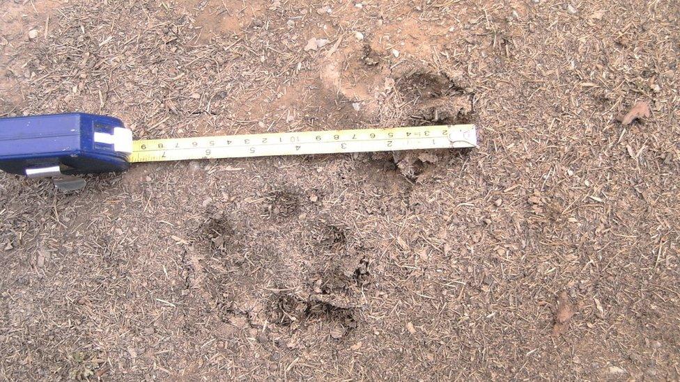 Wolf print