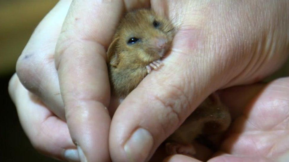 Dormouse at Wildwood Discovery Park