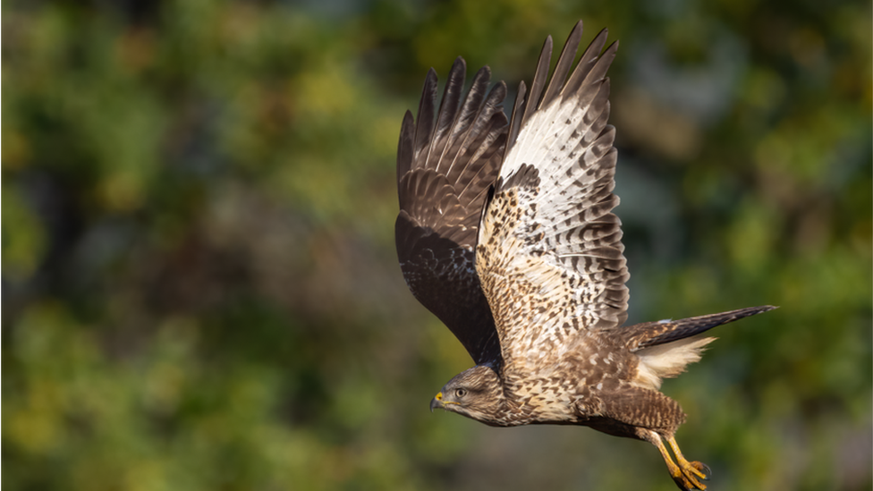 buzzard