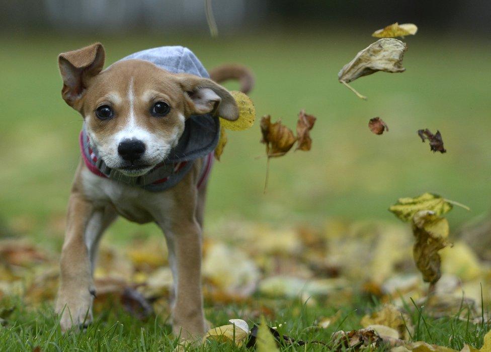 Jessie the puppy rolls around in leaves in Glasgow