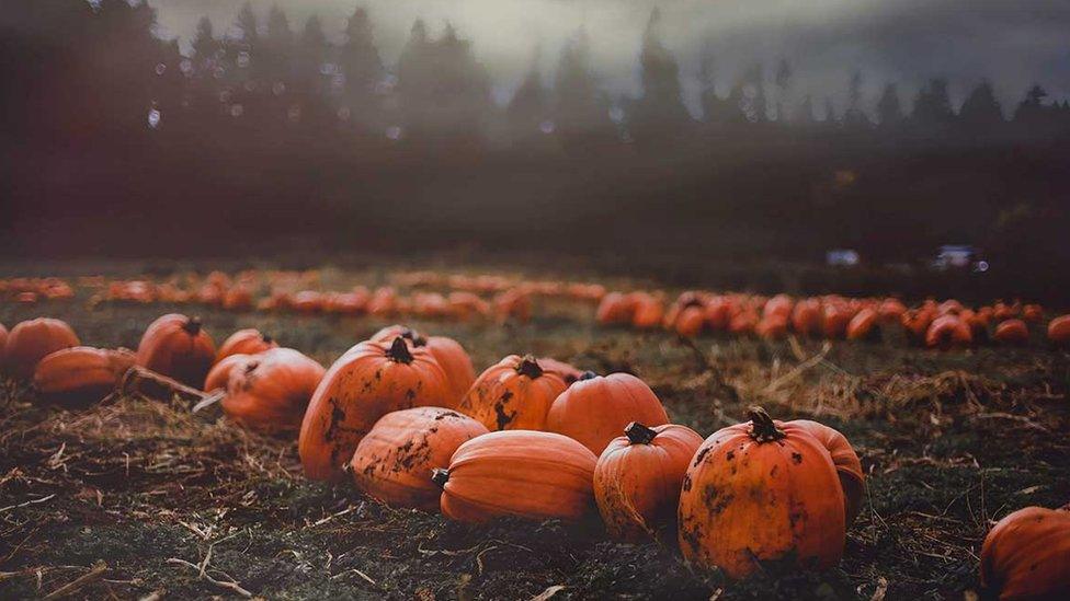 Pumpkins in a field at Forage Farm