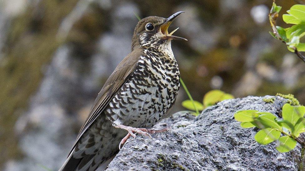 Himalayan forest thrush singing