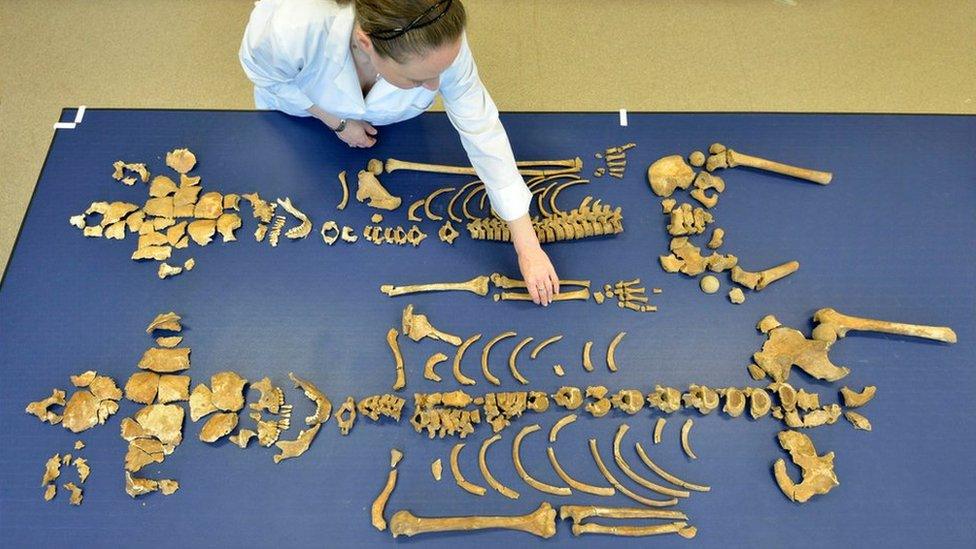 Skeletons being reassembled