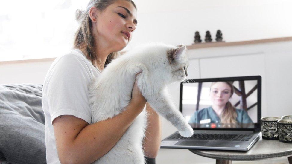 Owner showing pet to vet on video call